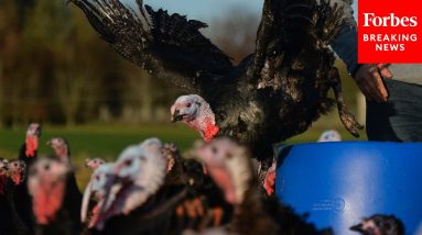 GOP Lawmaker Warns Thanksgiving Will Be Historically Expensive Meal
