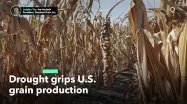What Is the Impact of Drought on U.S. Crops?