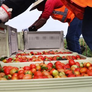 Congress Examines Immediate Needs In Food Supply Chain